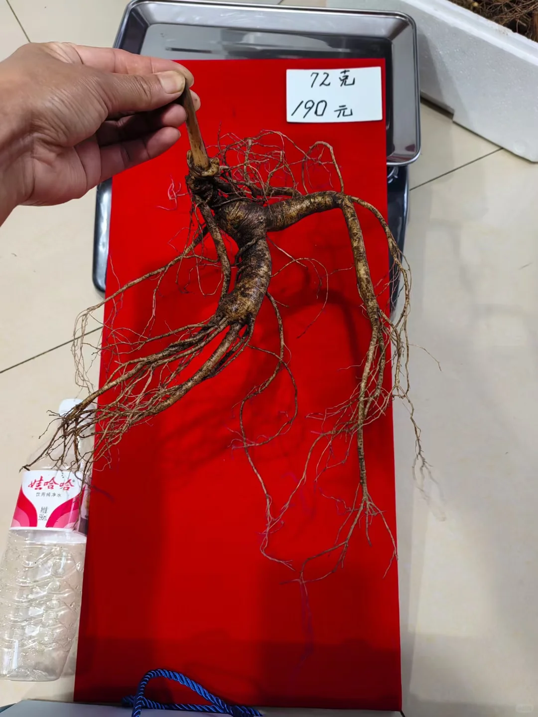 大克重林下籽，须毛好，参形美，泡酒漂亮