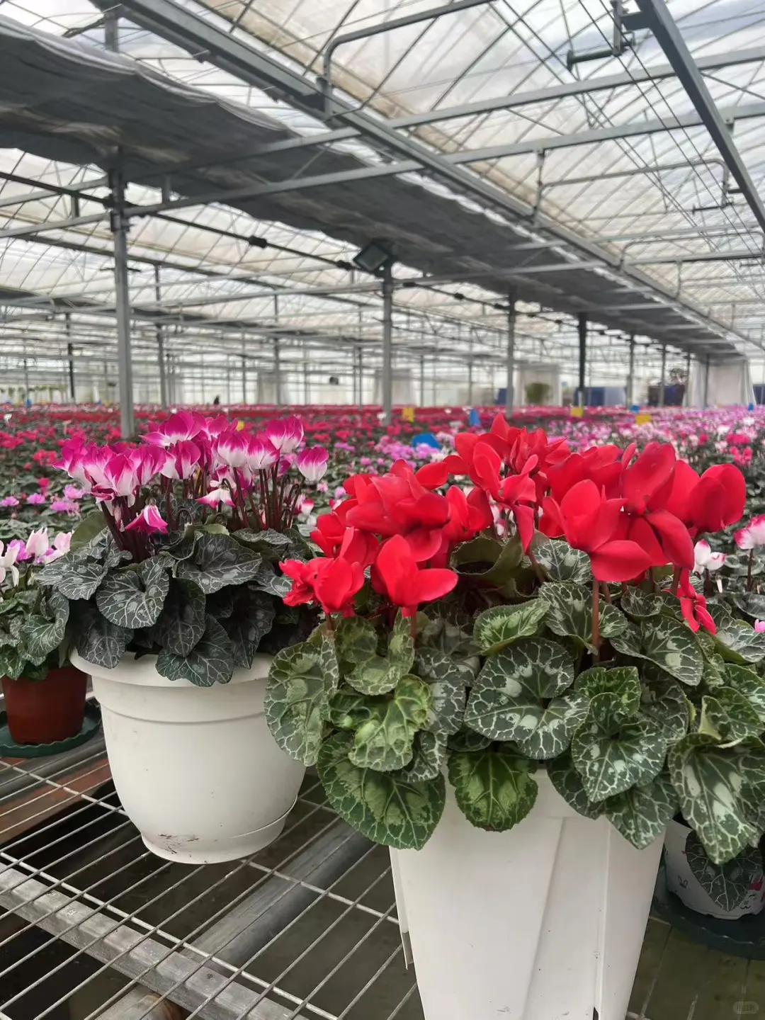 仙客来荷花系列~