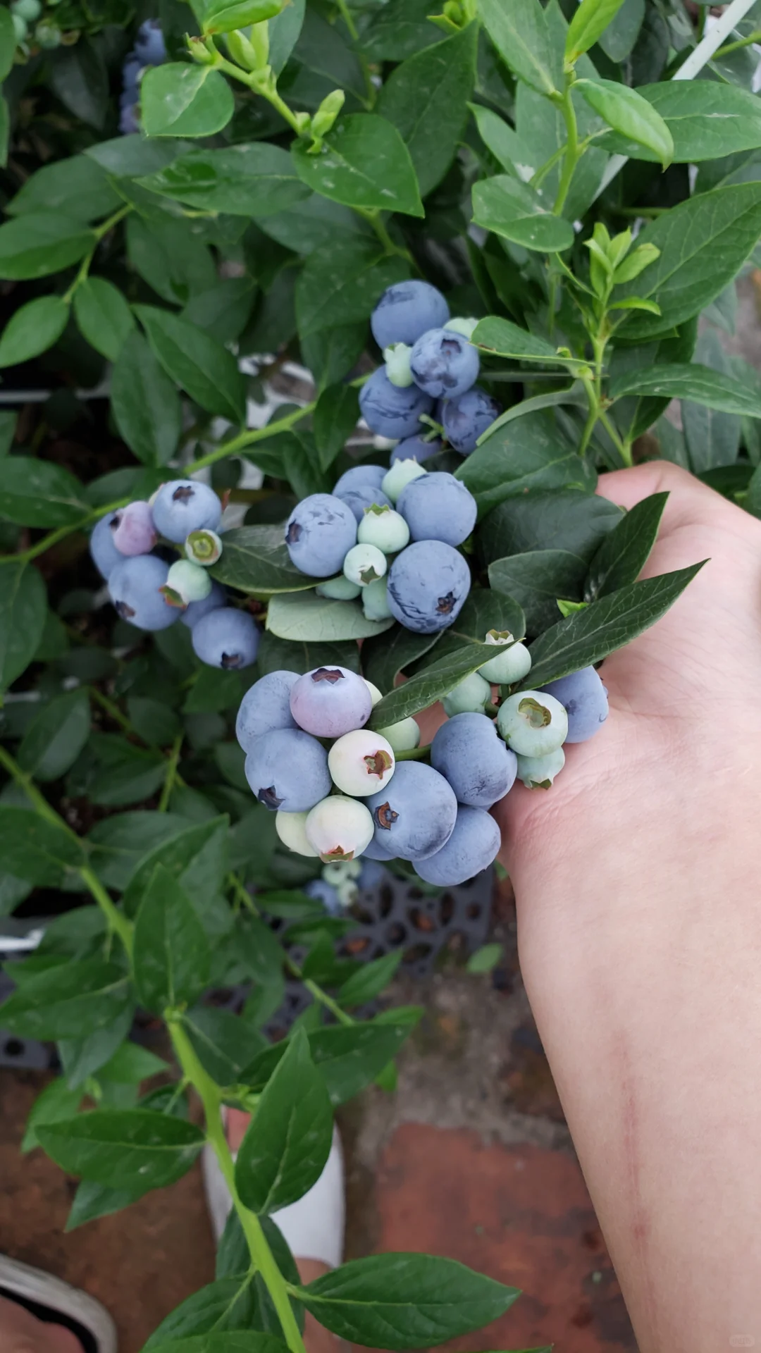 今年的蓝莓燃尽了