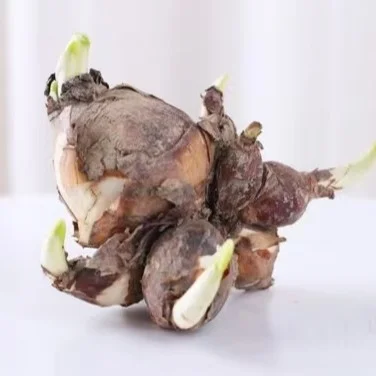 ❄️高级感水仙｜小众绿植种草