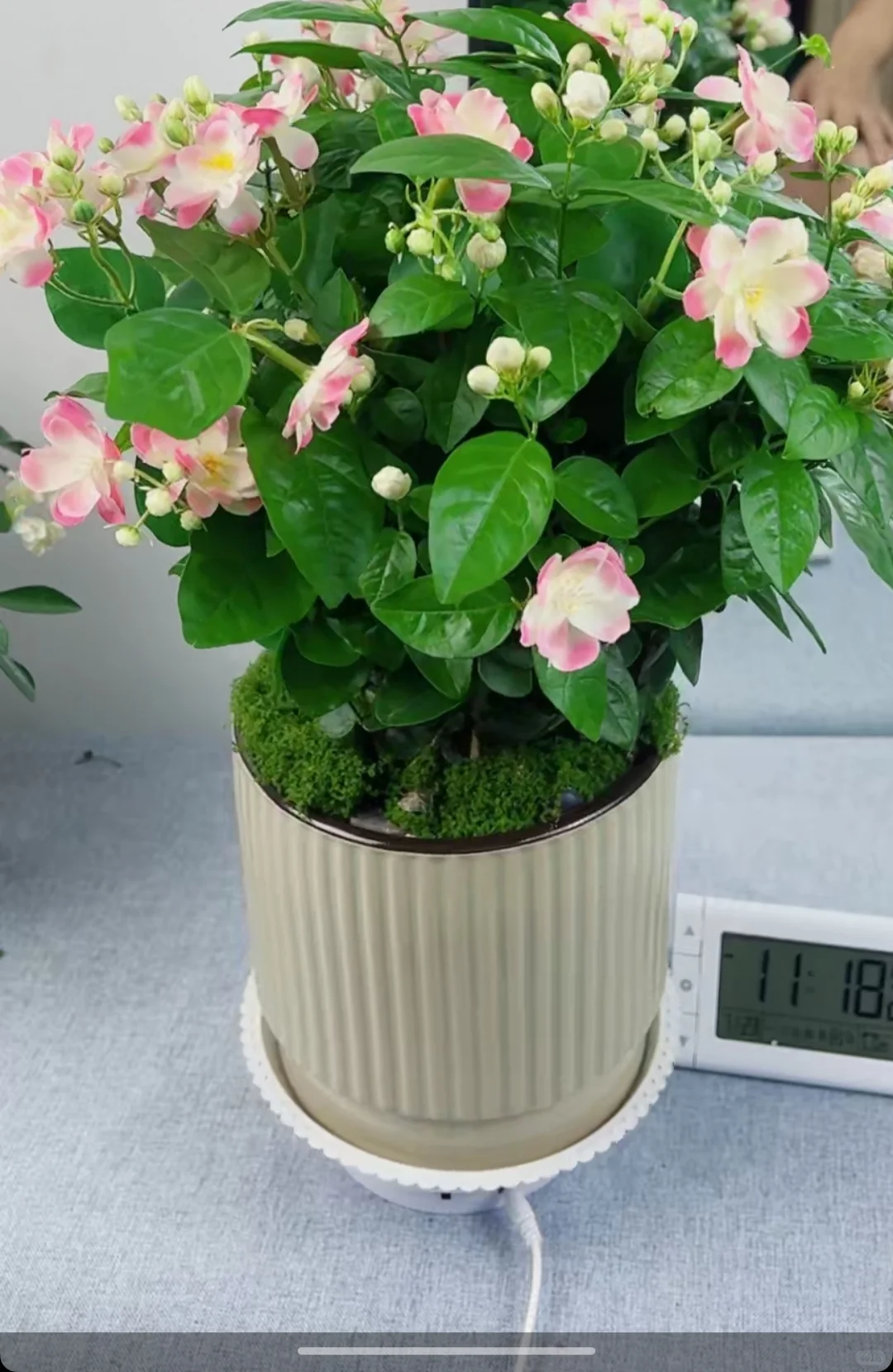 自己养的太漂亮了