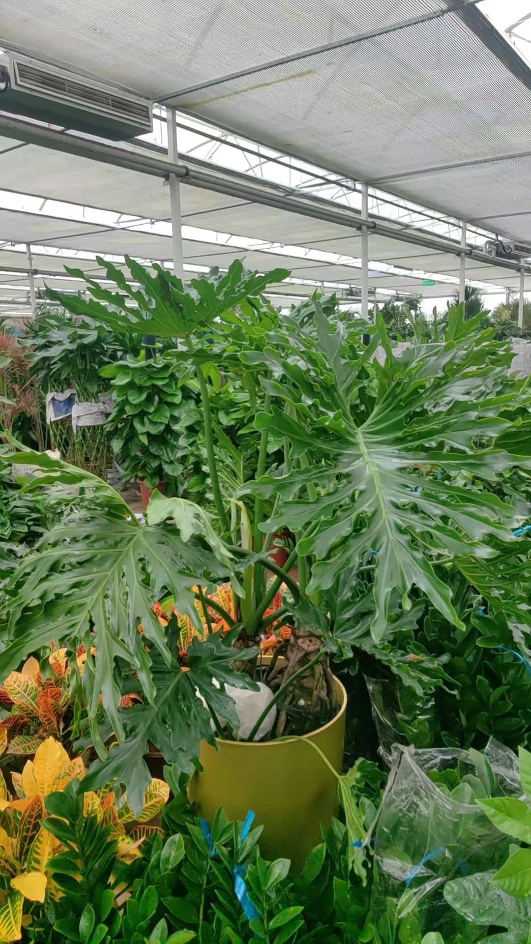 北京植物租摆_花卉租赁_绿植养护公司