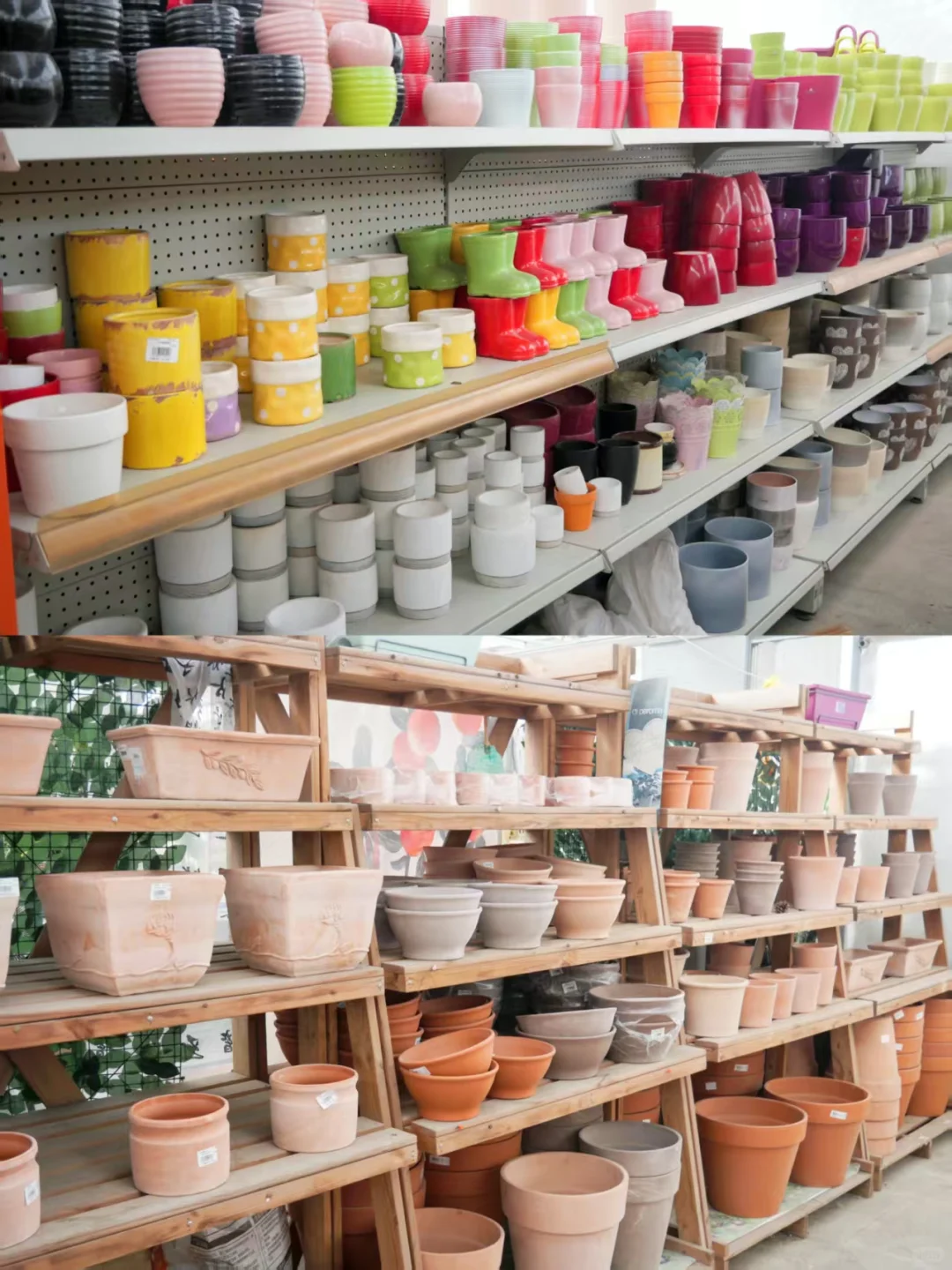 黑五闭眼入的「治愈系绿植」，虹越这波太香了