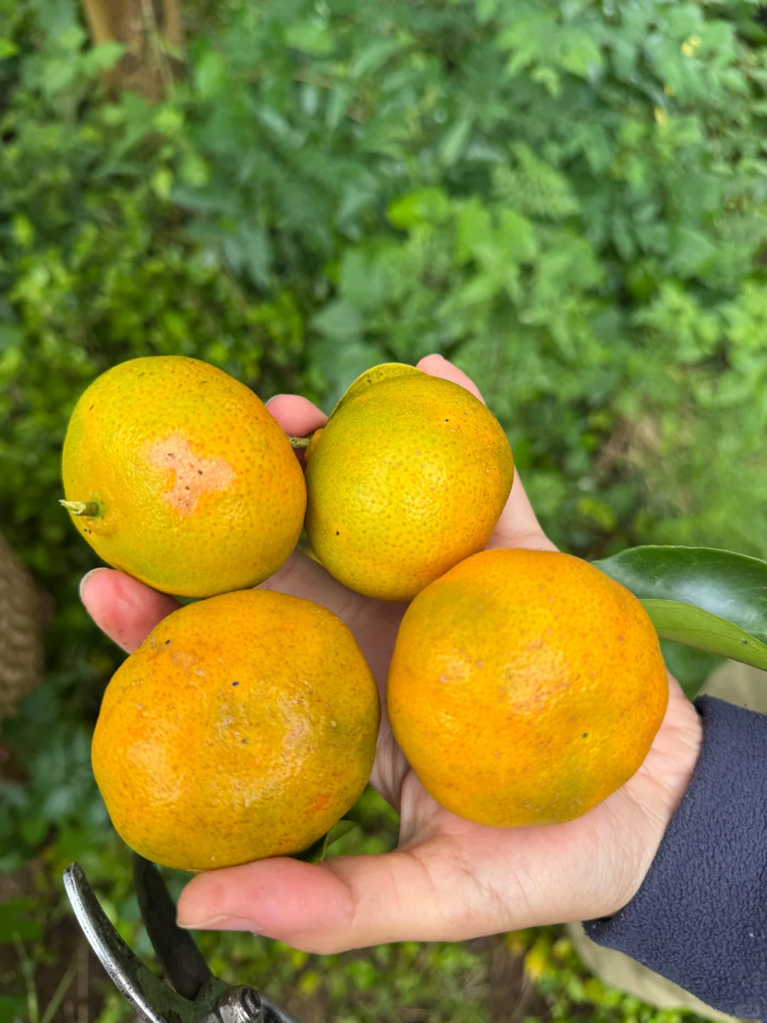 川橘二红皮制作买家秀～