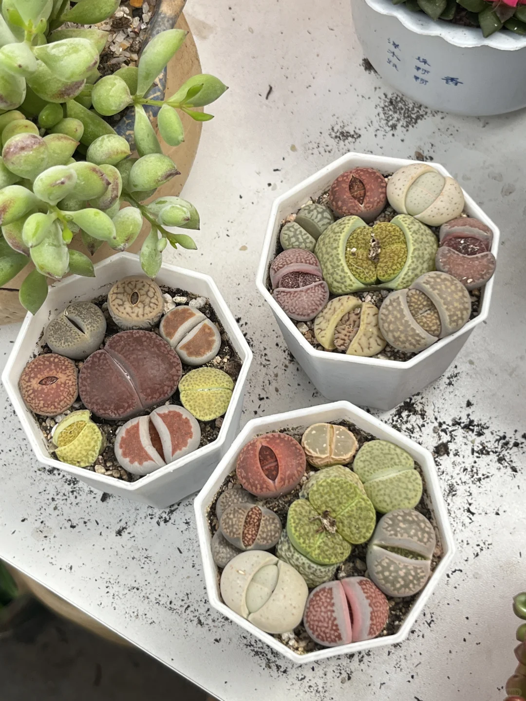 花市，春天最值得去的地方?