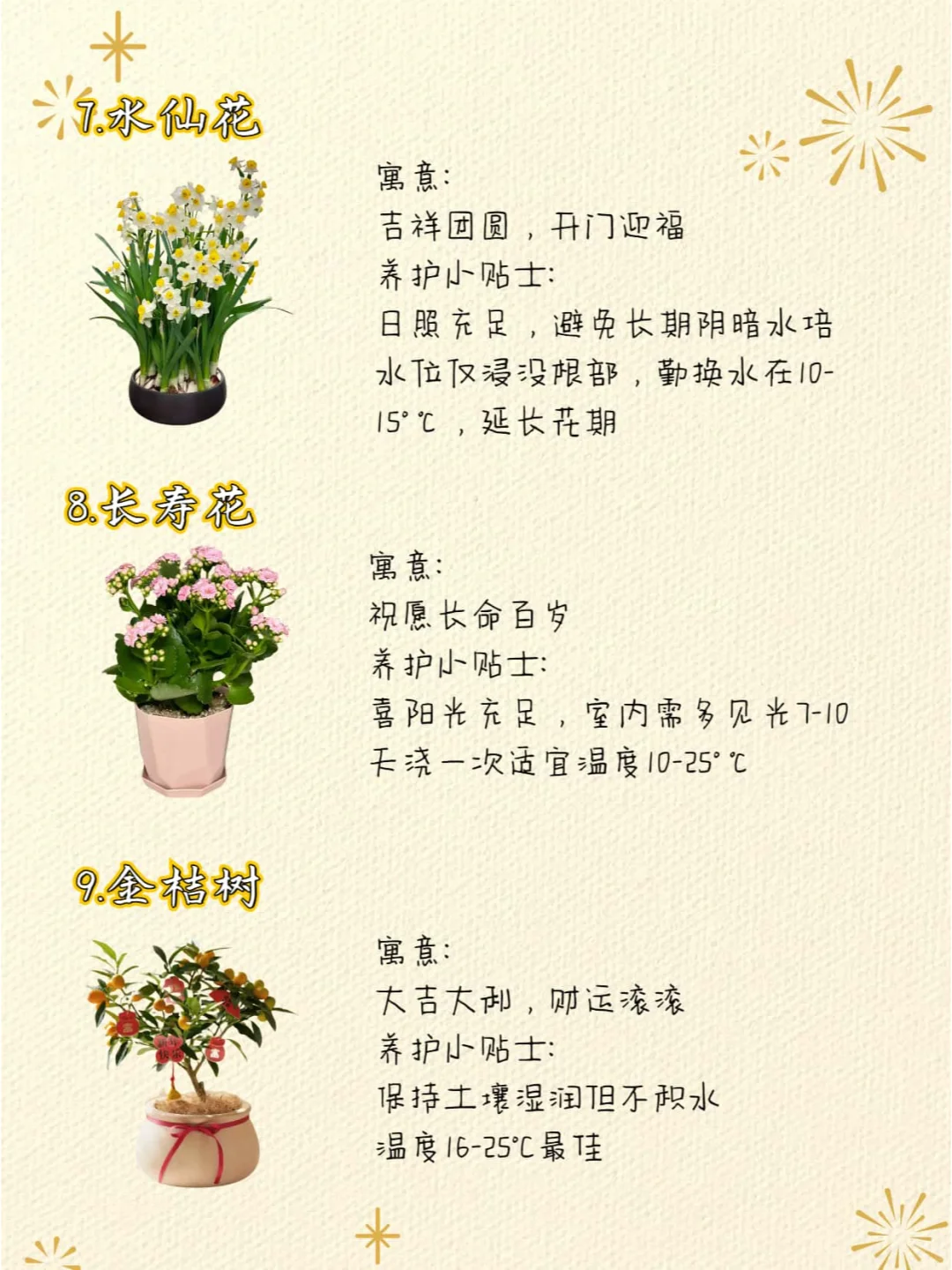 ?️12款高颜值寓意好的年宵花推荐⭕️