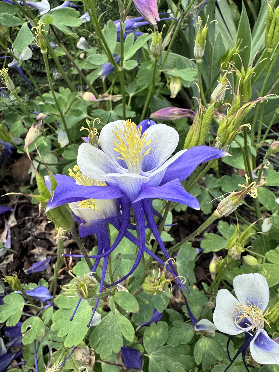 仙气飘飘的耧斗菜