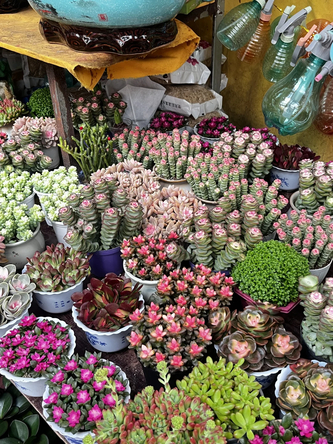 花市，春天最值得去的地方?