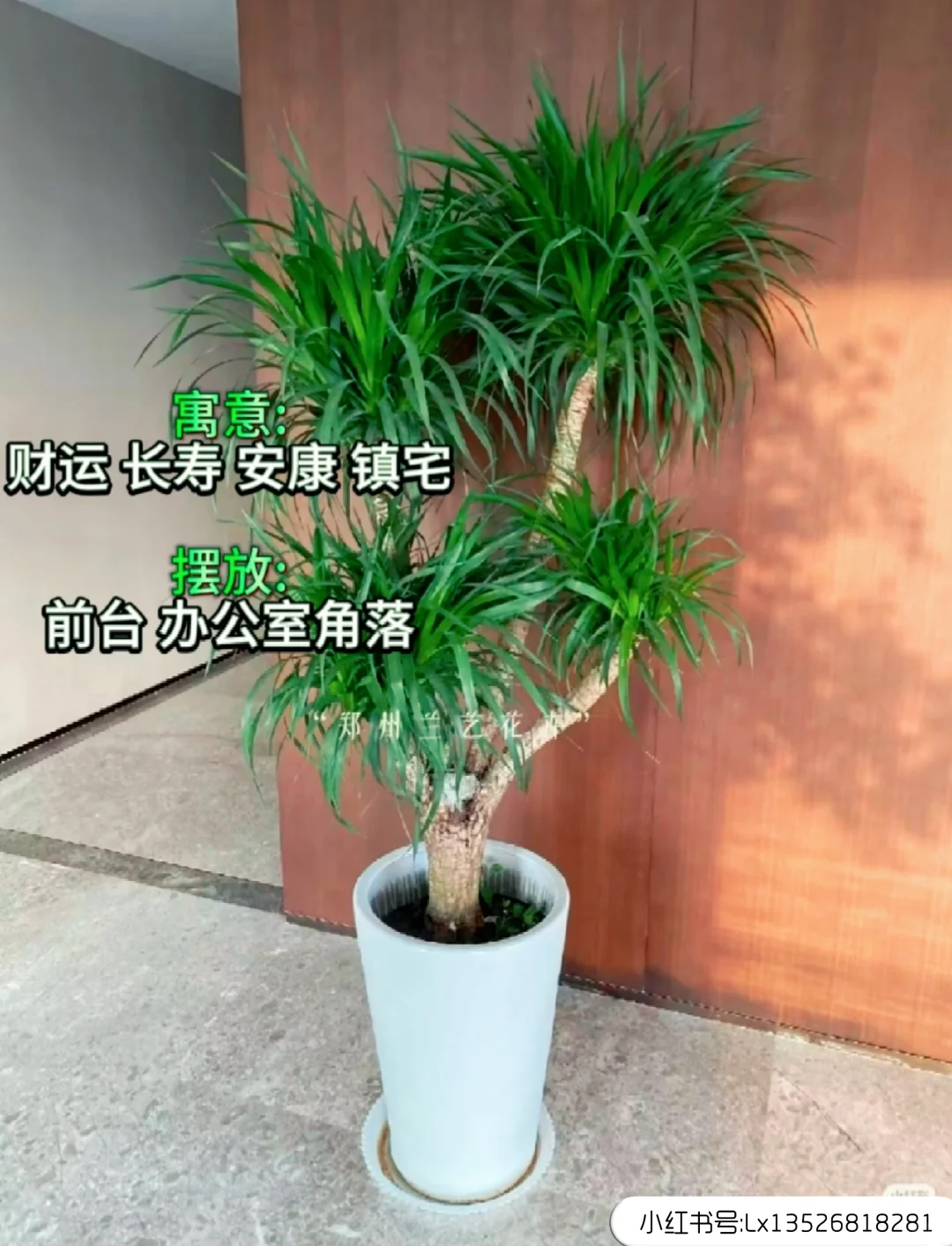 12种办公室大型绿植推荐｜寓意+养护指南