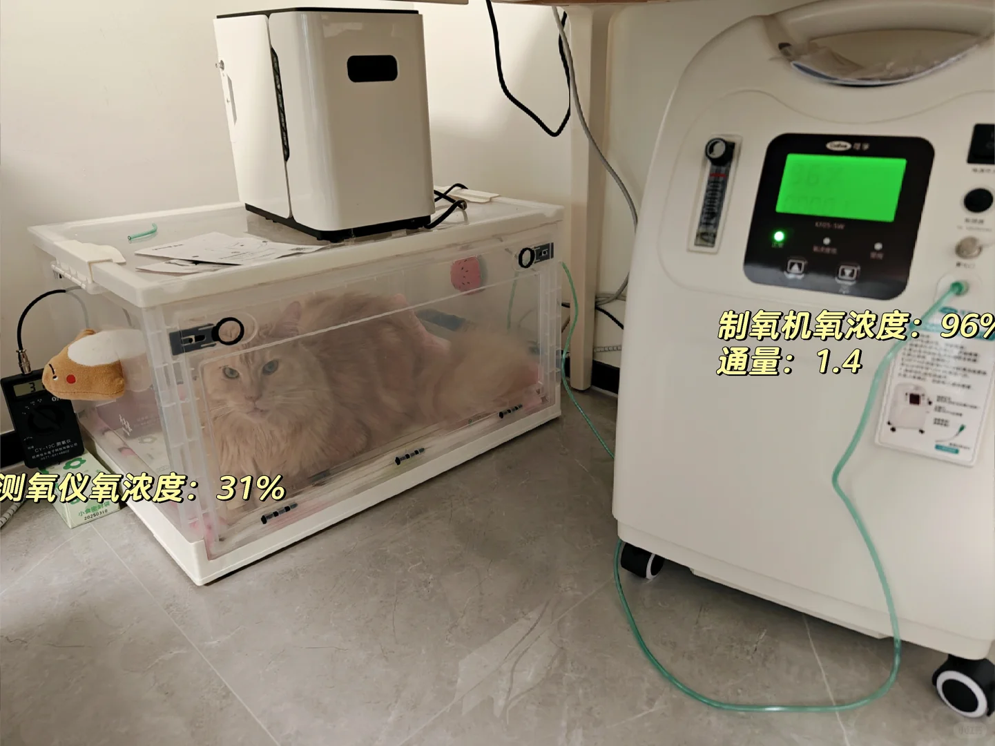 经验帖｜猫咪在家自制吸氧的一天