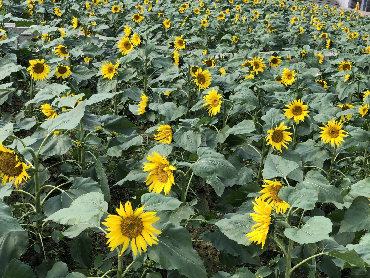 每日一花65: 向日葵