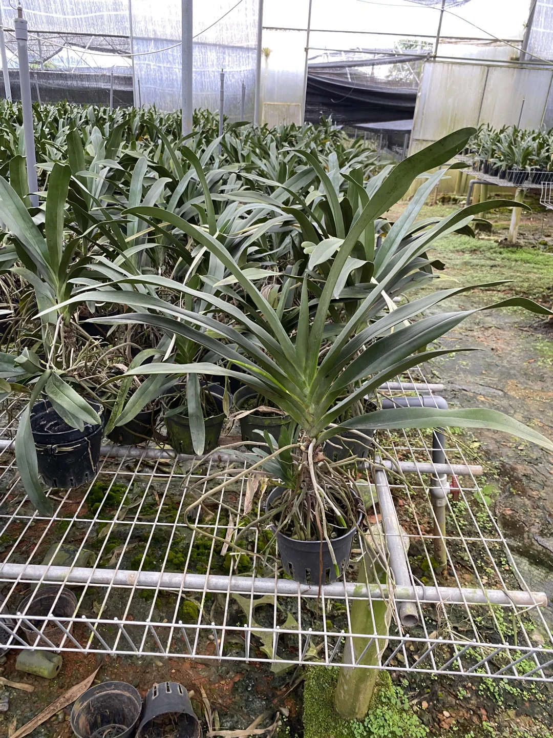 免费送花，有要的联系可邮寄