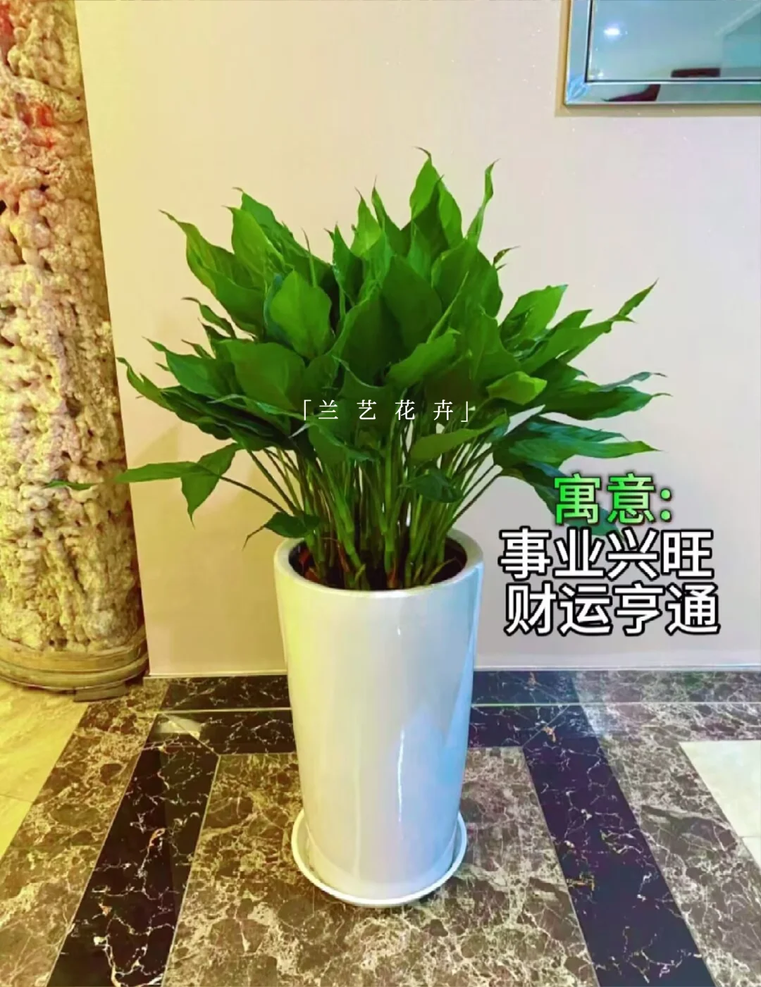 12种办公室大型绿植推荐｜寓意+养护指南