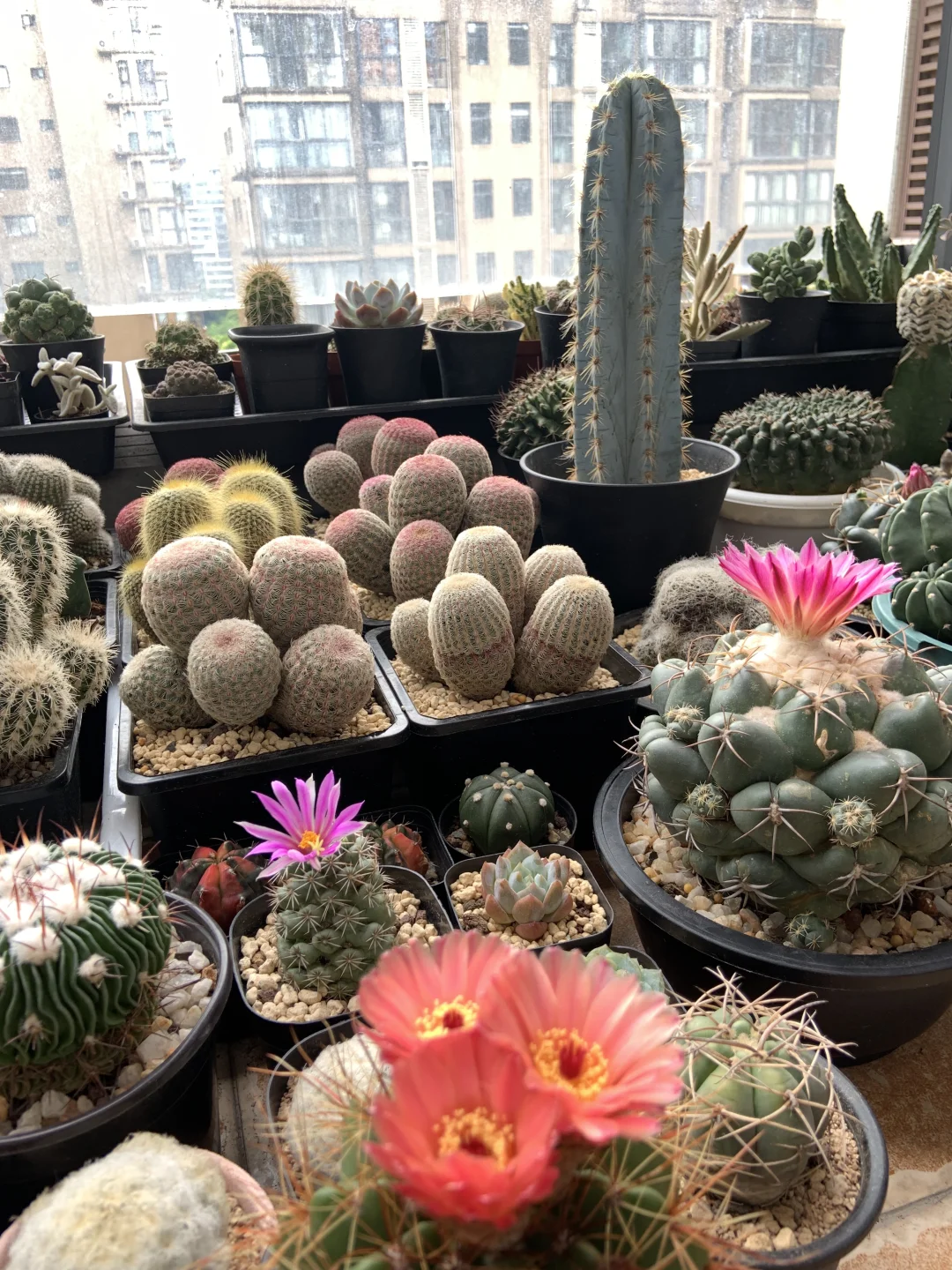 我的小阳台每天都有惊喜