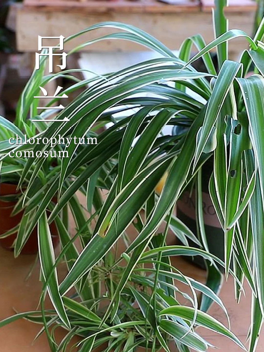 8种养不死的植物✅植物杀手也能养❗