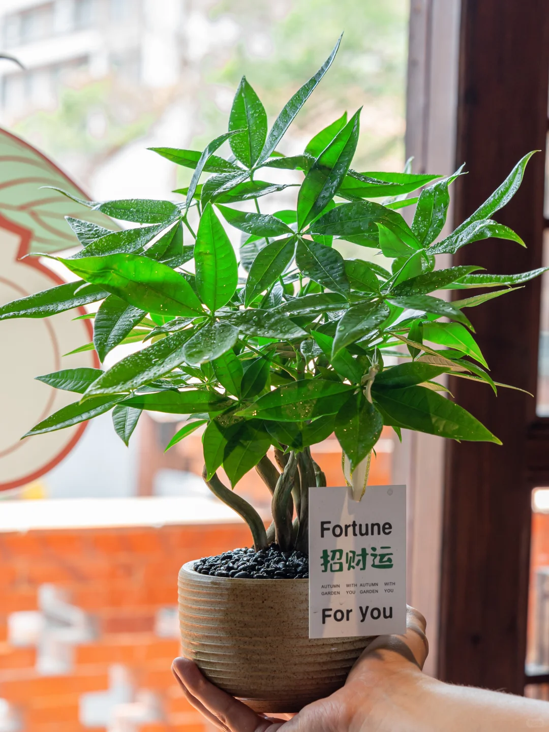 桌面招财树?越看越爱 越养越旺?