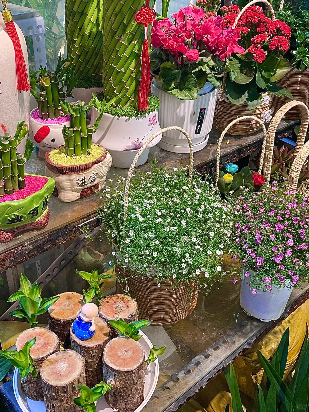 南昌这个花鸟市场也太好逛啦吧