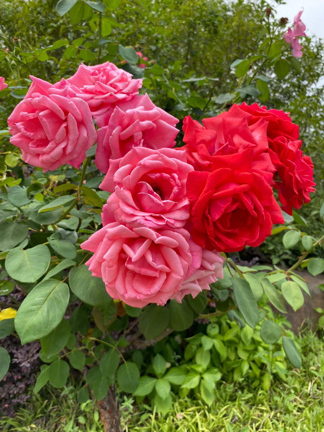 这棵月季花开出两种颜色