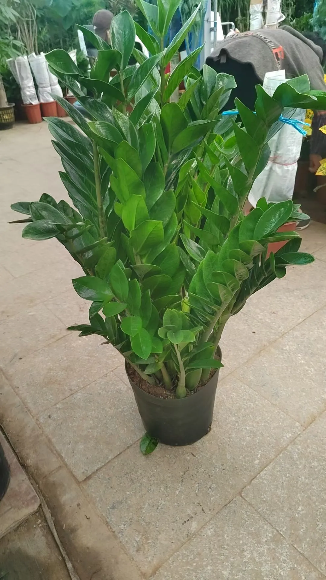 北京绿植租赁、绿植造景、年宵花、蝴蝶兰