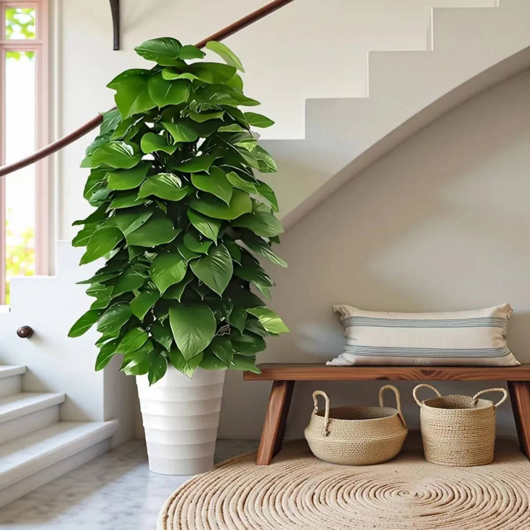 1.5大绿萝柱封神！艺彤花卉真的会挑?