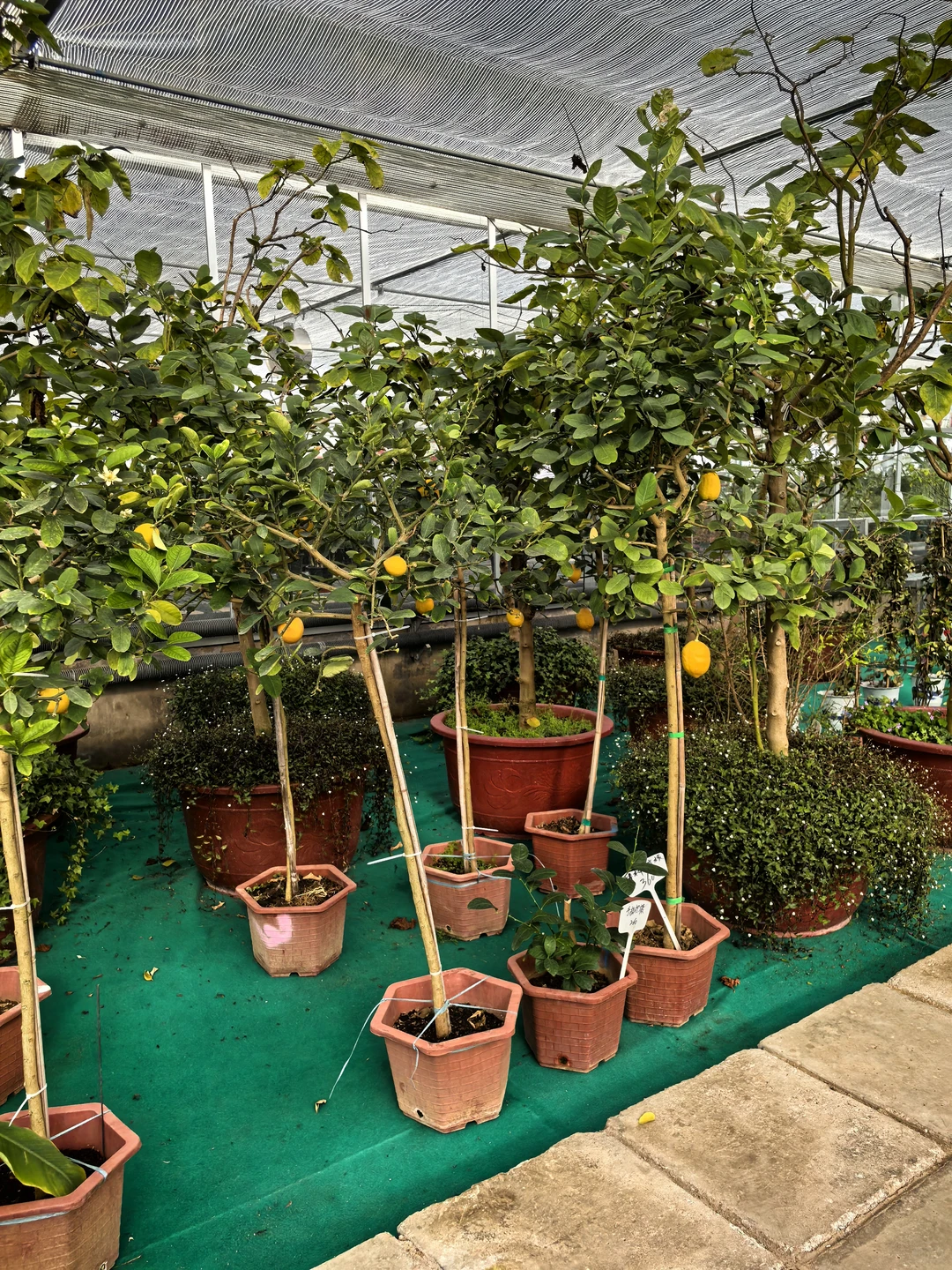 鑫善百园花卉大厅真不错！