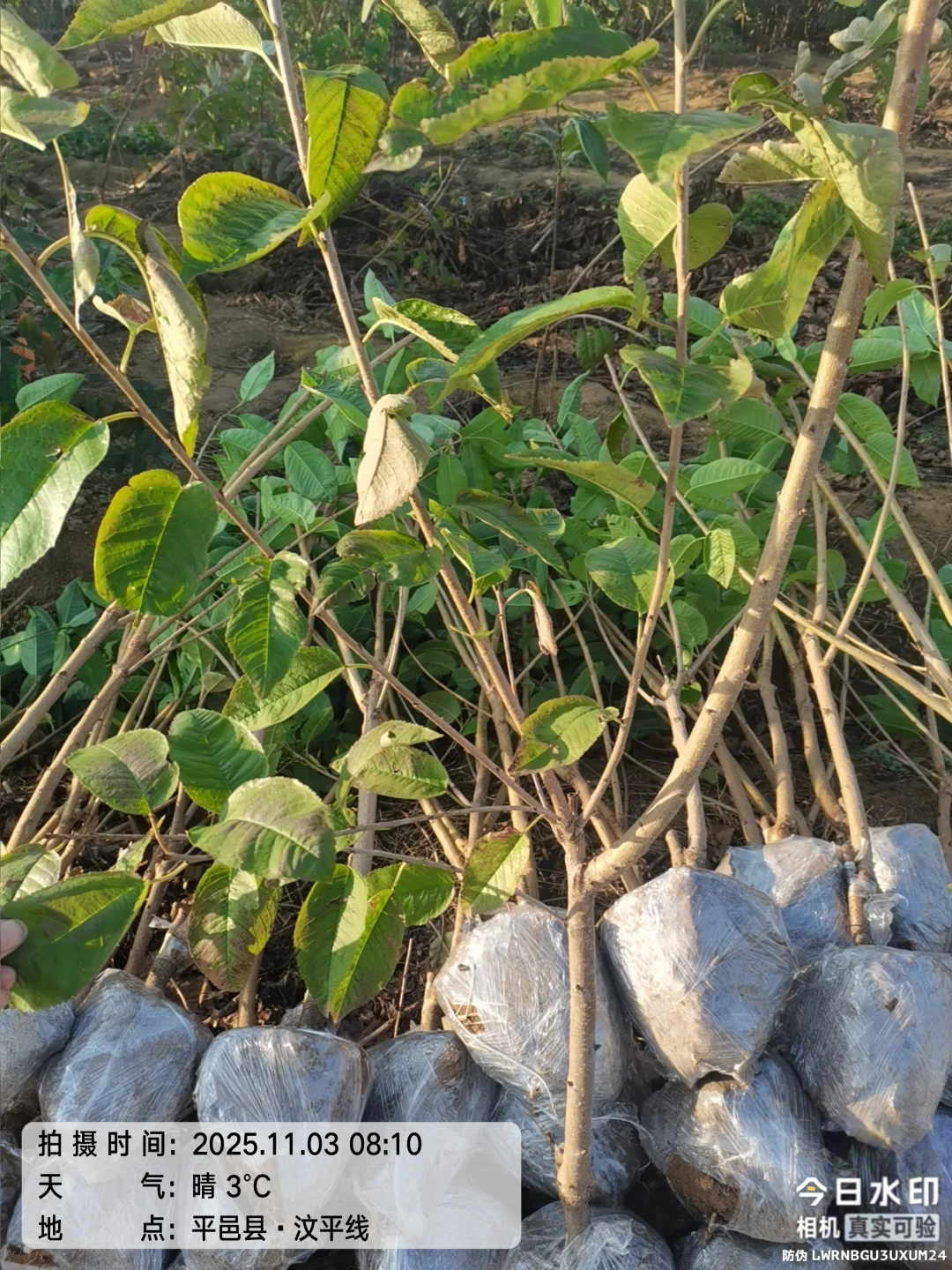 大樱桃车厘子树苗现在种正合适