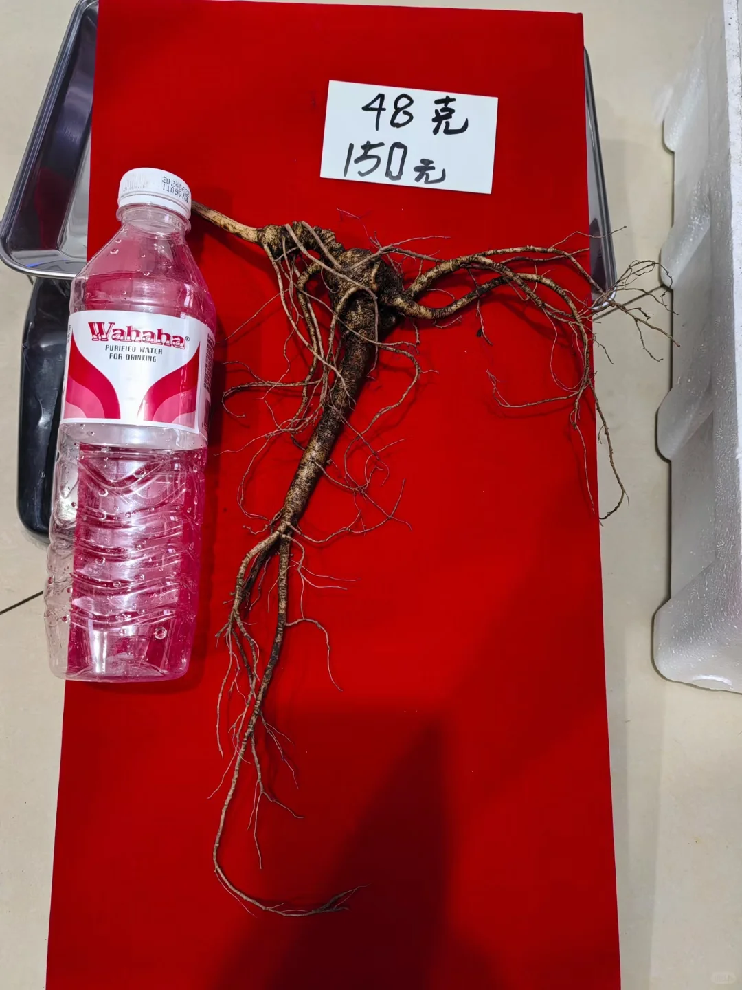 大克重林下籽，须毛好，参形美，泡酒漂亮