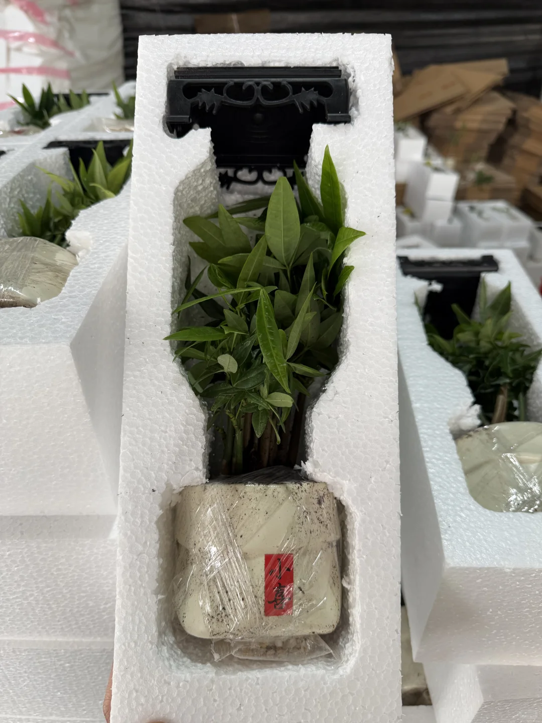 刚刚，拿下我的小森林?发财树