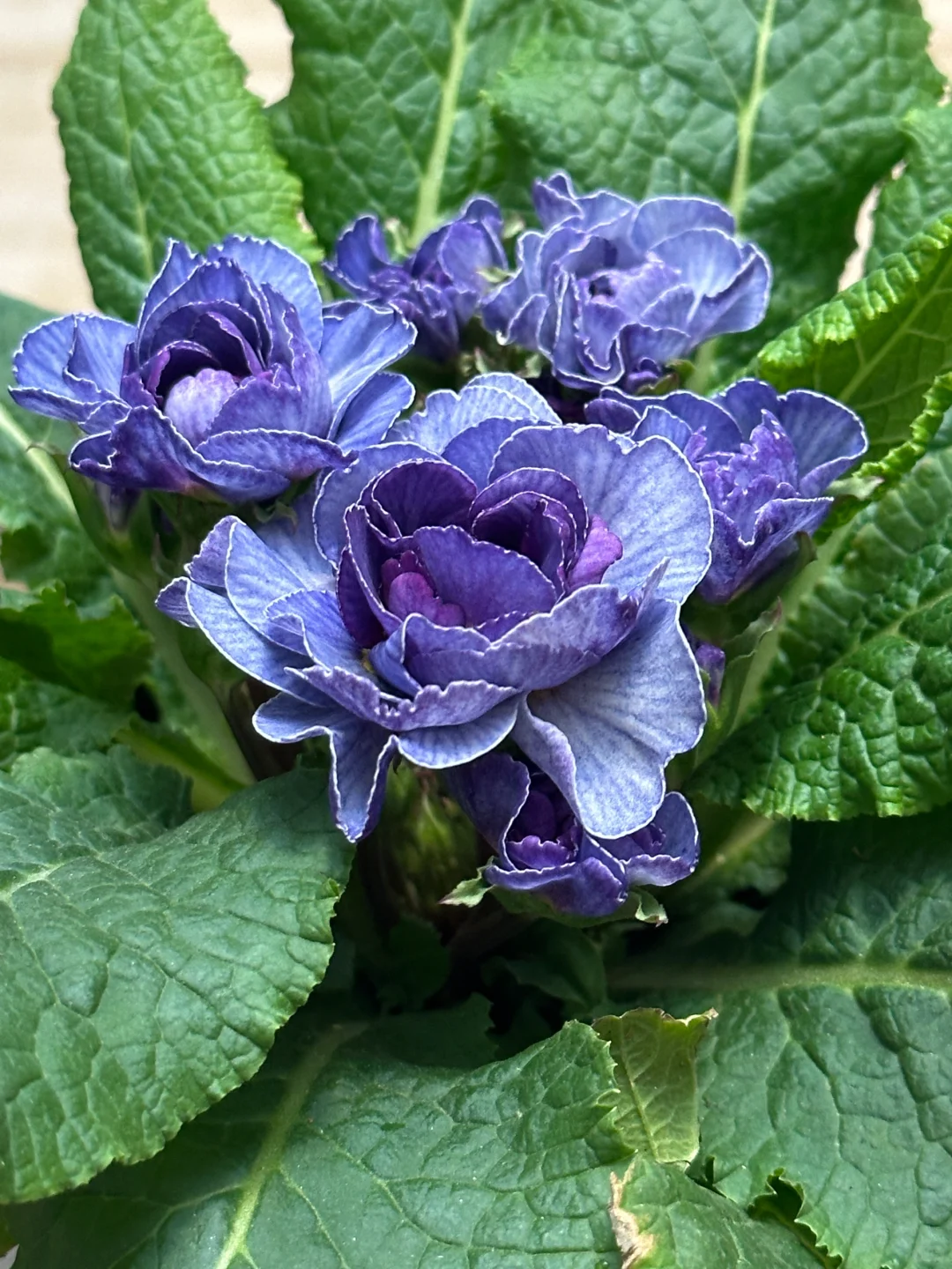 方兴长治进口Belarina重瓣报春花