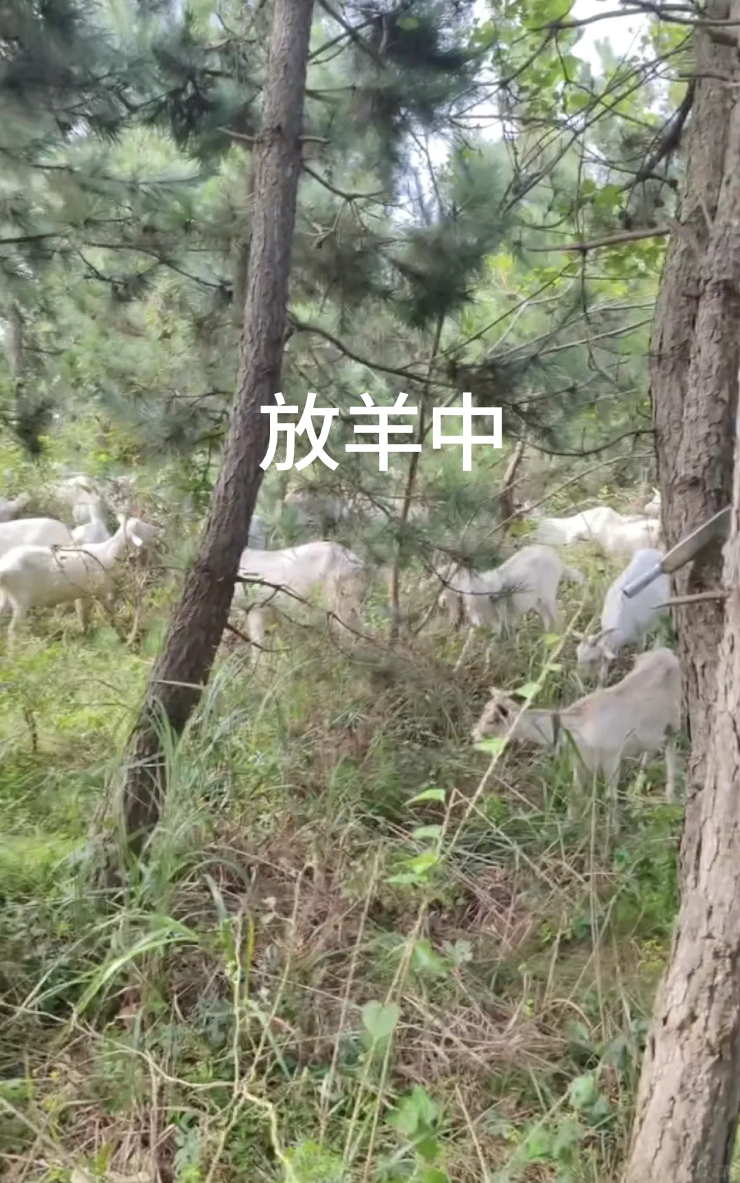 有需要羊副产品的嘛，羊奶羊腿羊排羊蝎子