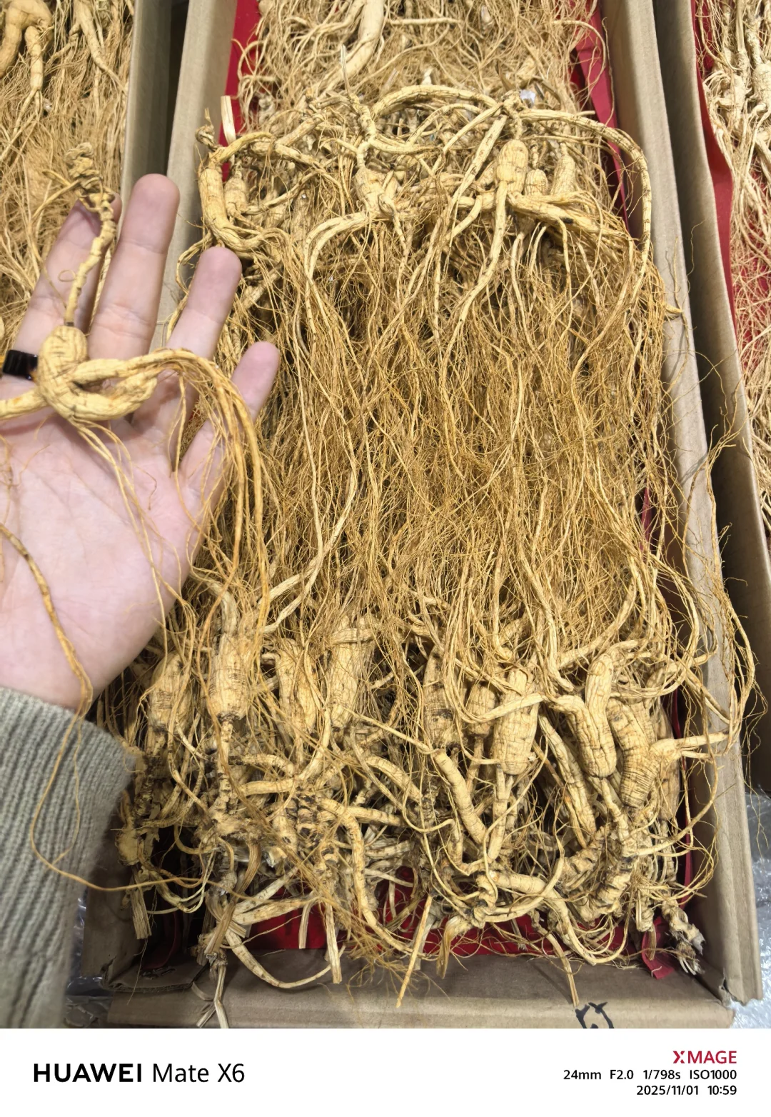 展阳材料野生林下参籽货20年