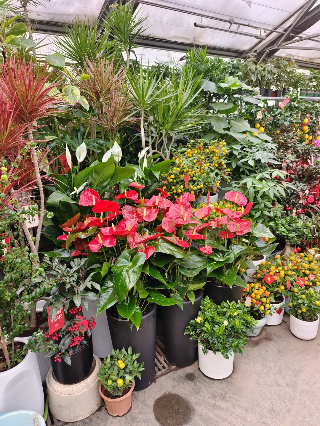 新年快乐?乌鲁木齐绿植盆栽