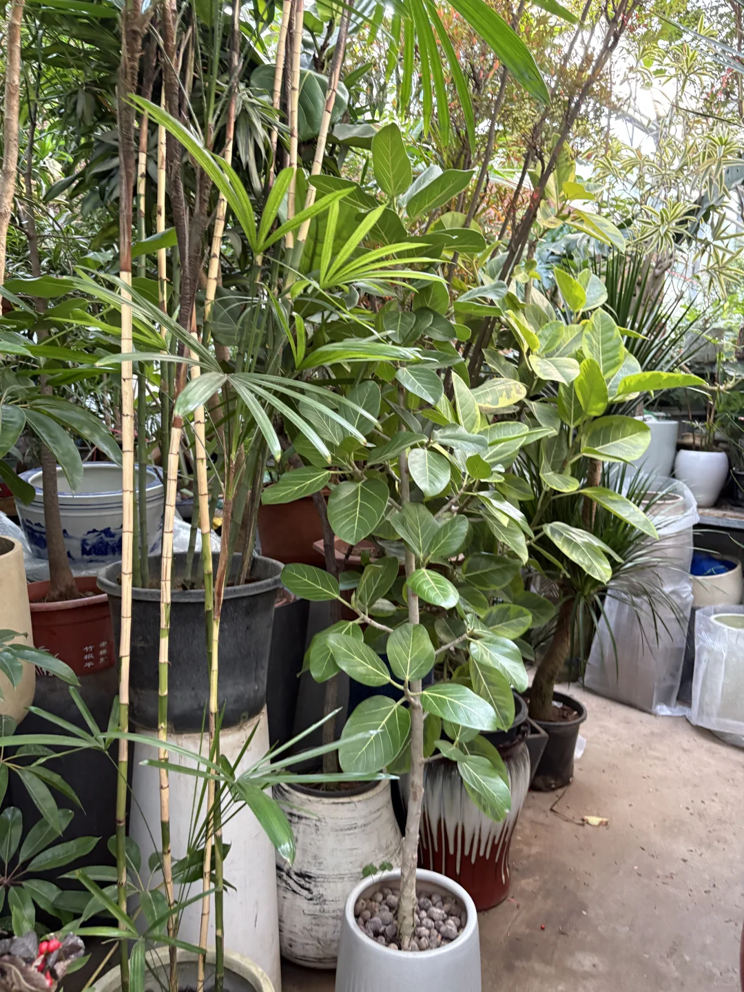 带小狗去四环花卉市场逛逛