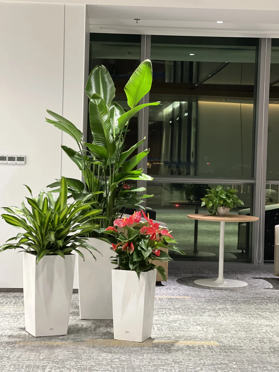 一进门就舒畅的绿植～～～