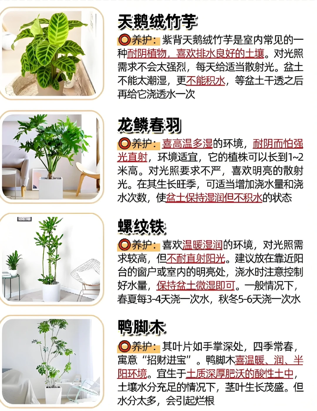 好看又好养的绿植