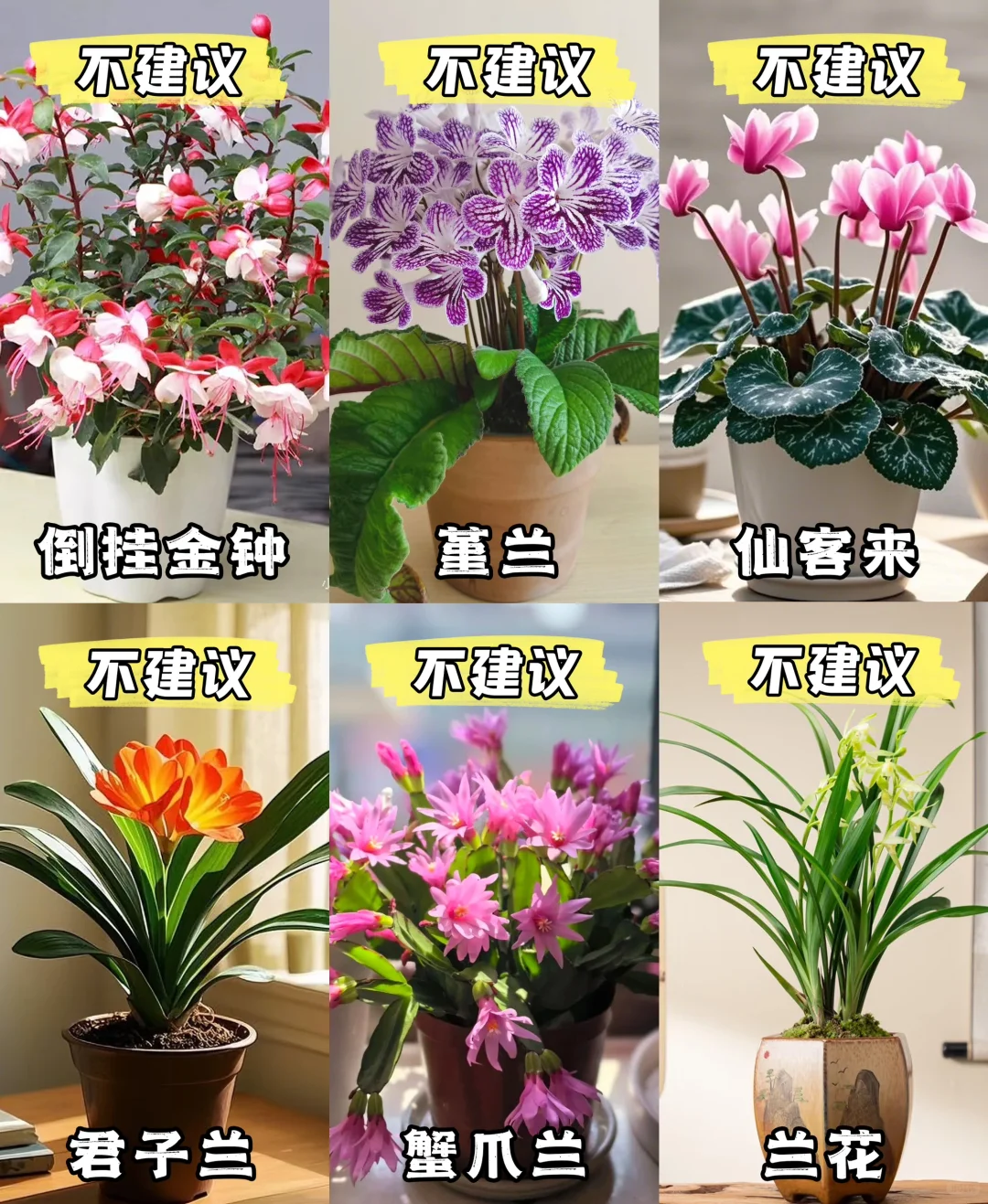 新手小白?｜建议养的花与不建议养的花?