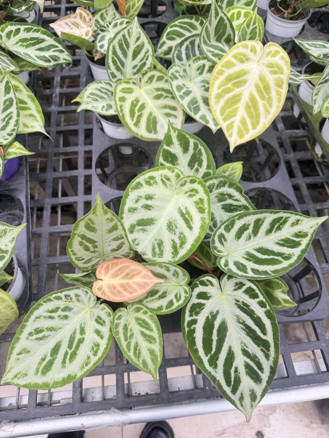 银刷子花烛接批发单，欢迎档口绿植花店询单