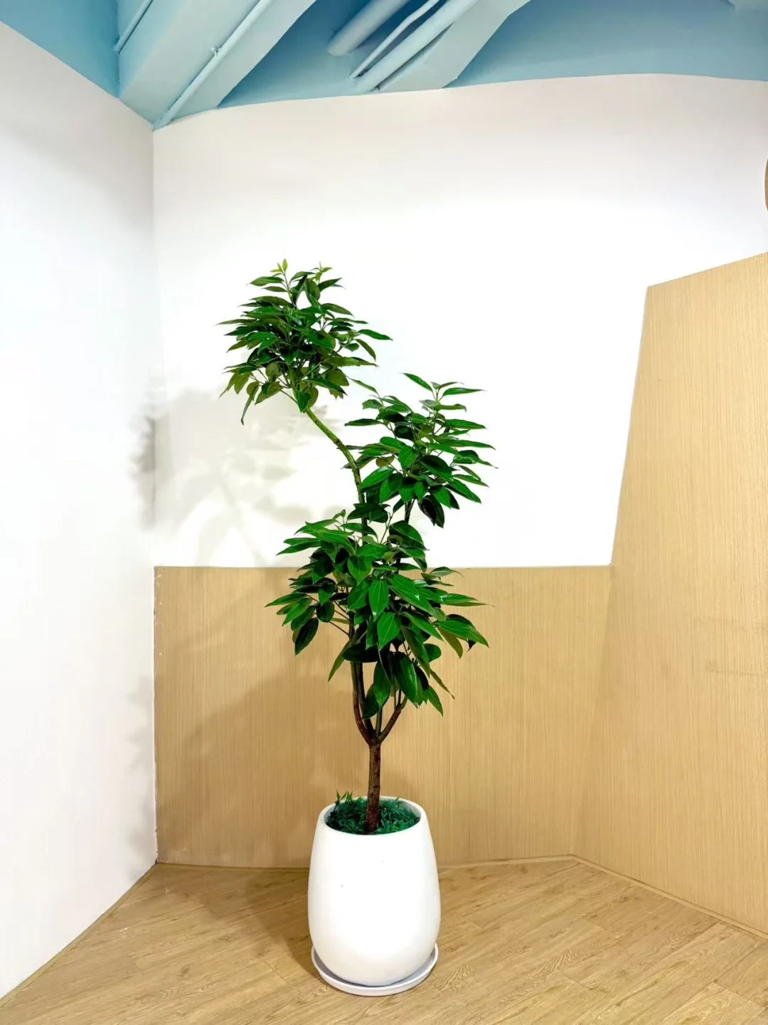 室内落地绿植花卉