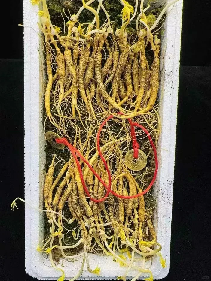 【林下野籽货】