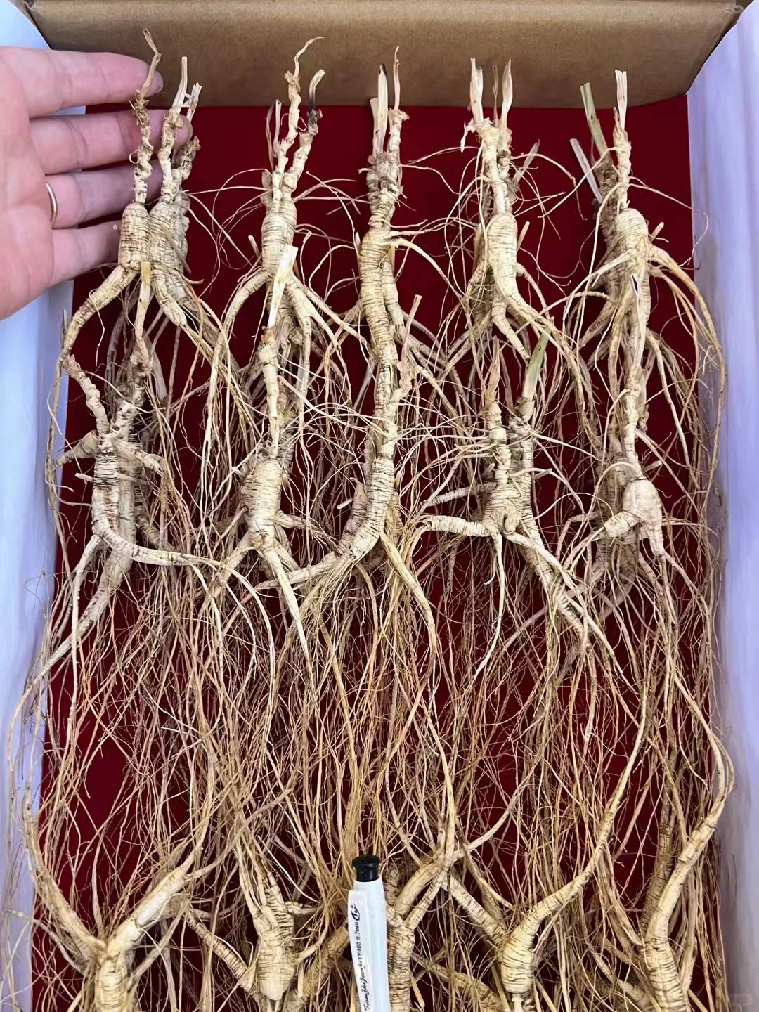 高年头林下籽，一盒100棵1000元