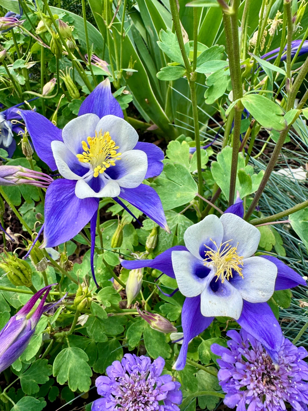 仙气飘飘的耧斗菜