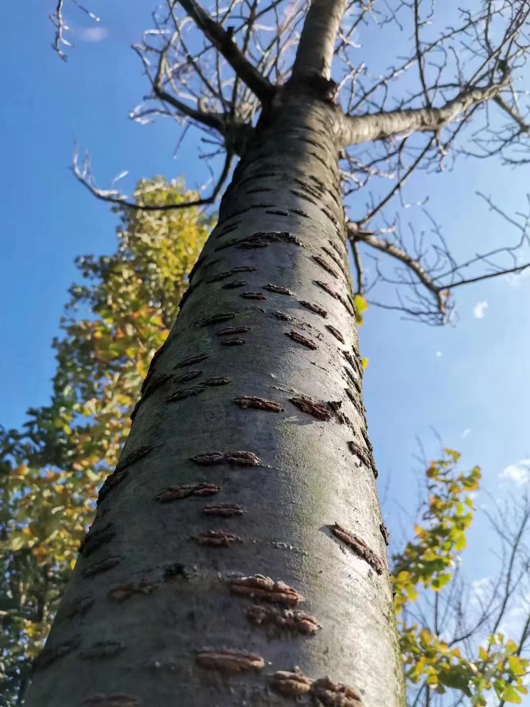 我爸让我把这些树卖出去?