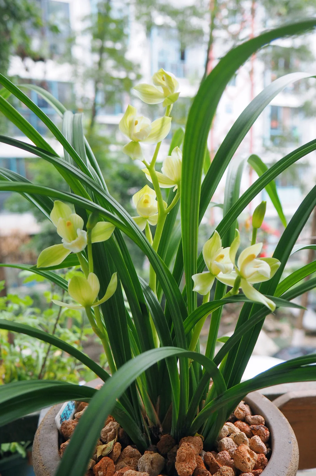 兰花，春剑素荷