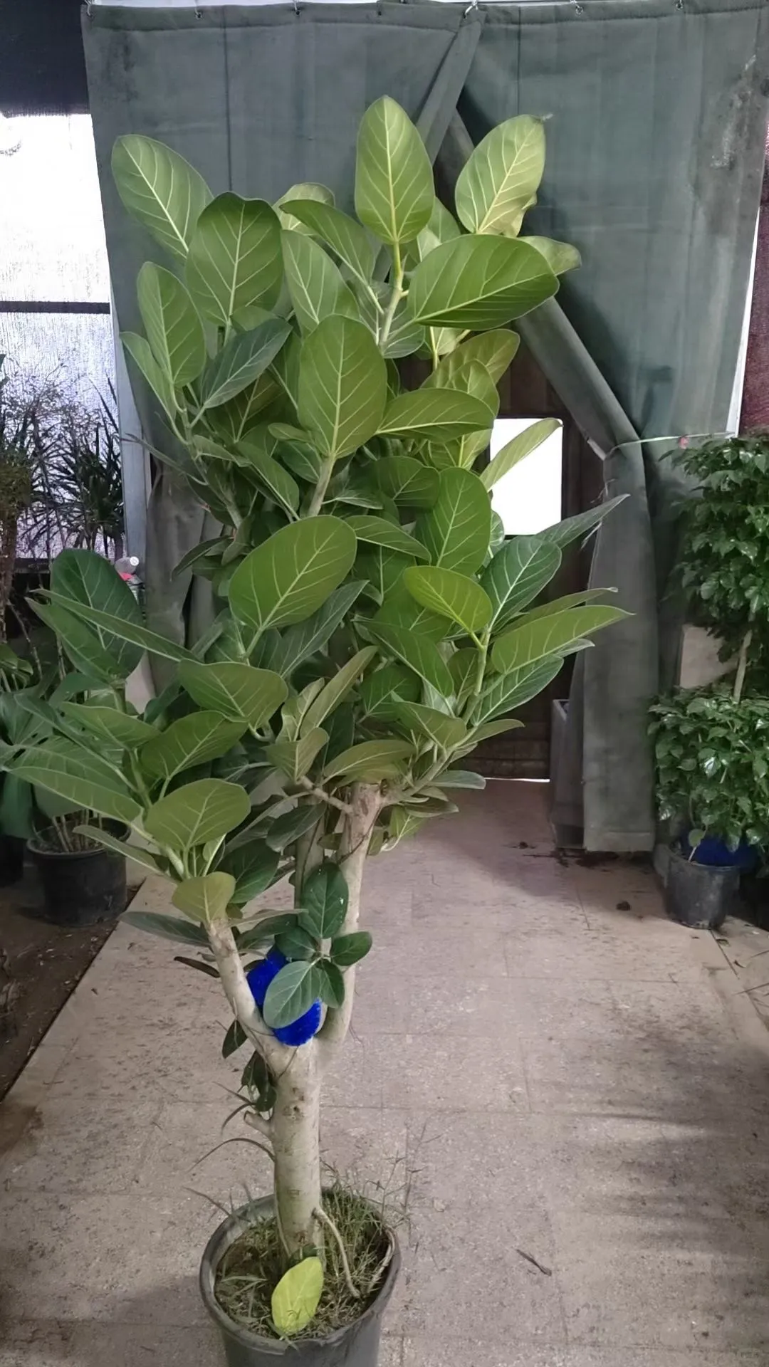 北京绿植租赁、绿植造景、年宵花、蝴蝶兰