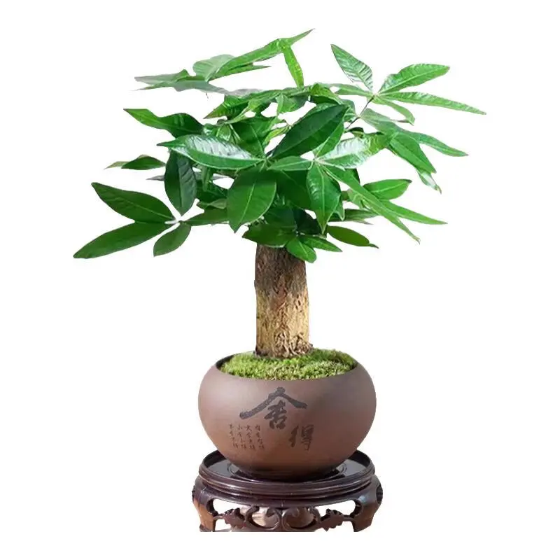 ✨招财树水培种草｜新中式绿植好物