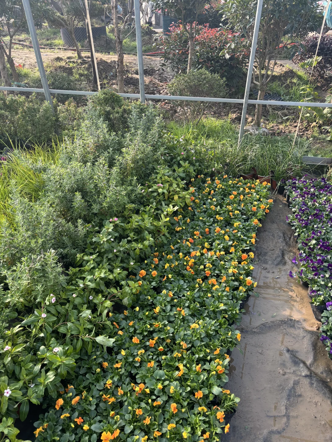 冬天的苗木市场