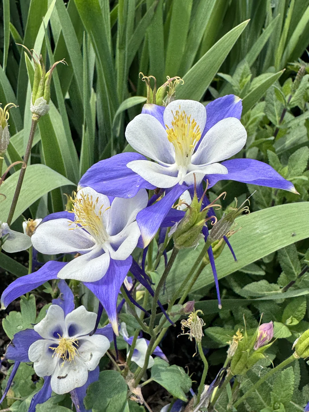 仙气飘飘的耧斗菜