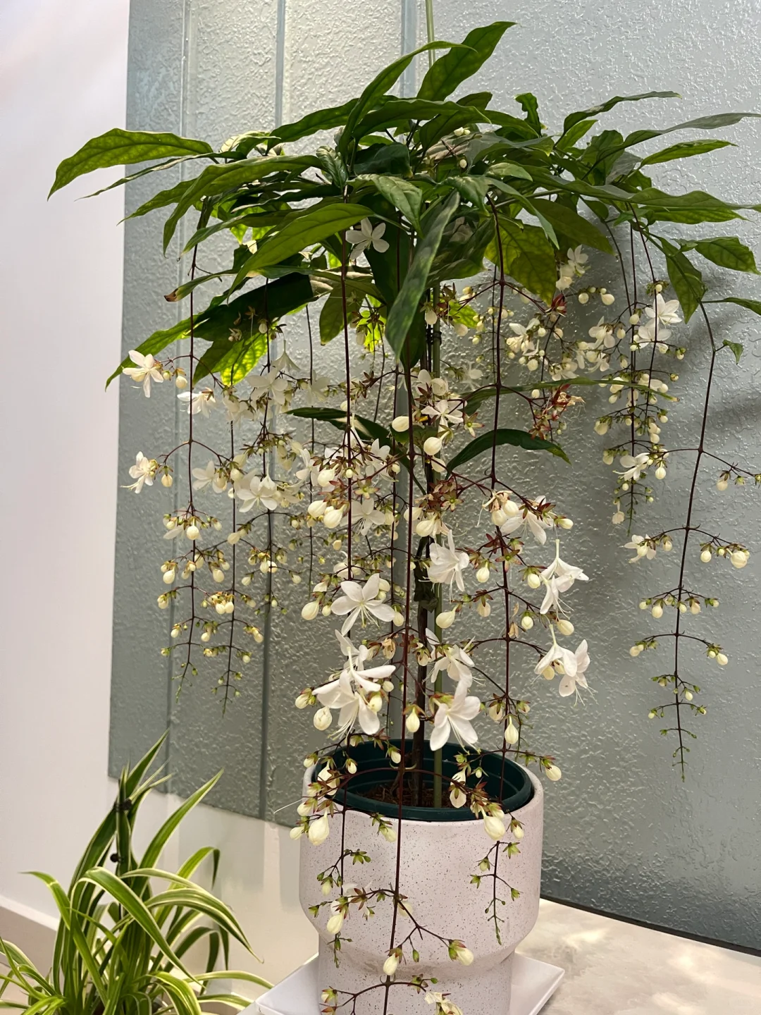 年宵花?｜浪漫垂丝茉莉?