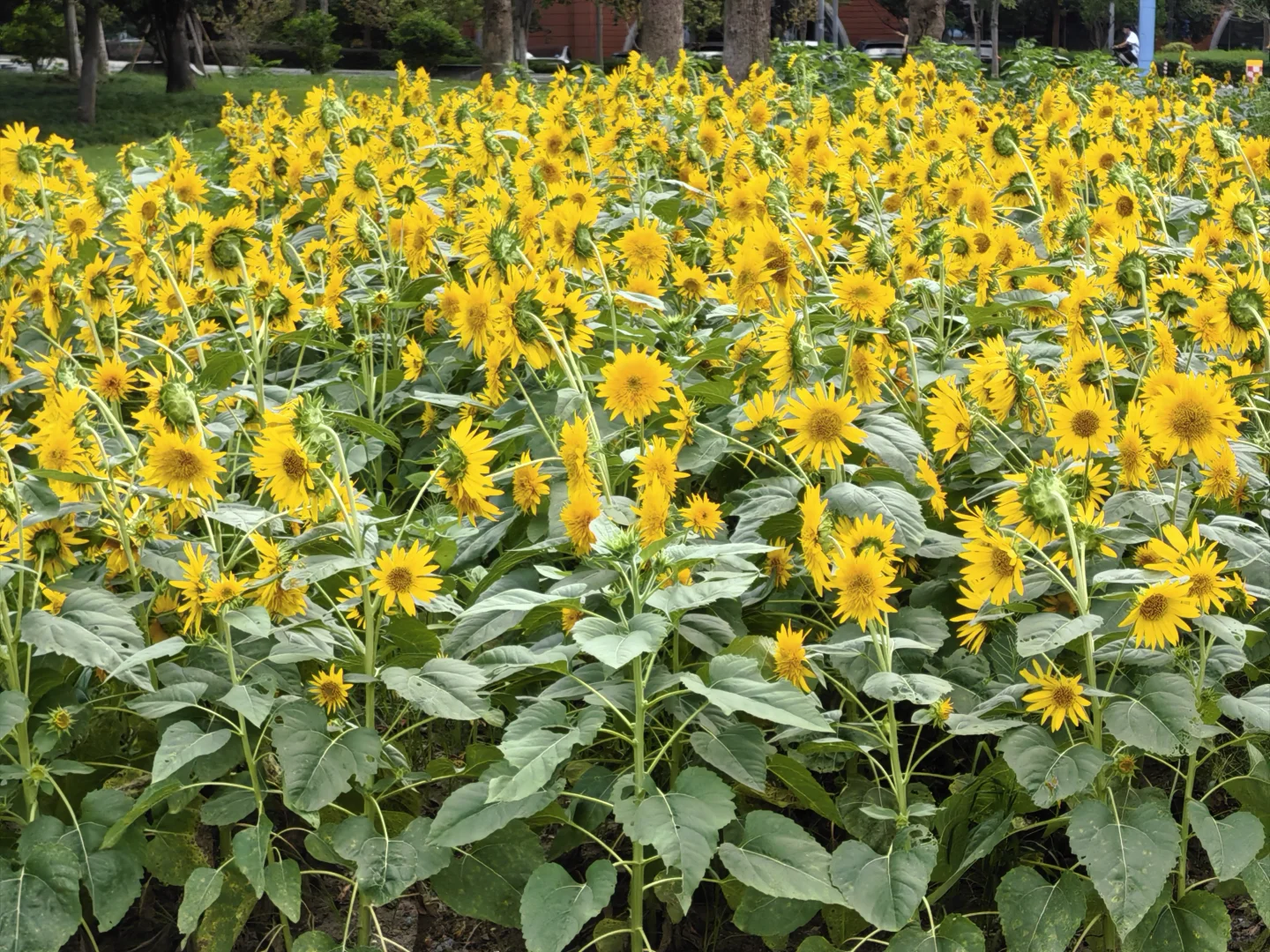 每日一花65: 向日葵