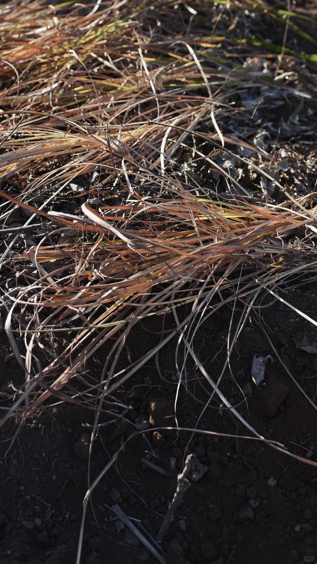 酵素的制作与土壤的快速改良。